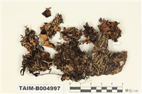 藏品(條袋梅衣)的圖片